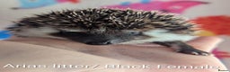 Pygmy Hedgehog rodents for sale: Beautiful Hoglets Ready to Reserve Now - Advert 2