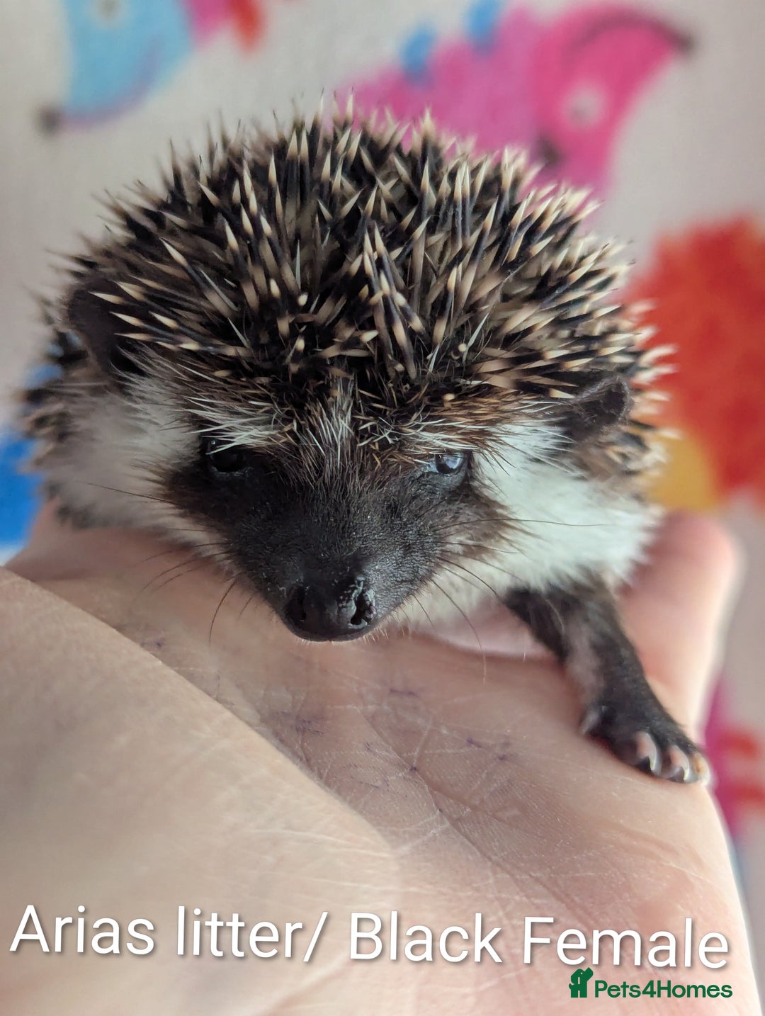 Pygmy Hedgehog rodents for sale: Beautiful Hoglets Ready to Reserve Now - Advert 2