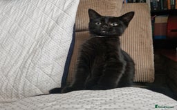 Bombay cats for sale: Friendly bombay for sale - Image 3