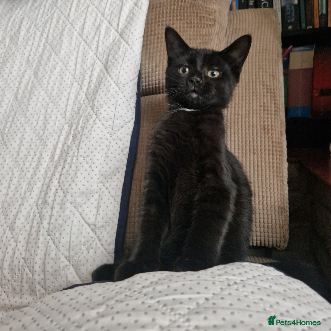 Bombay cats for sale: Friendly bombay for sale - Image 3