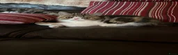 Exotic cats for sale: Hello my name is Agnus - Advert 13