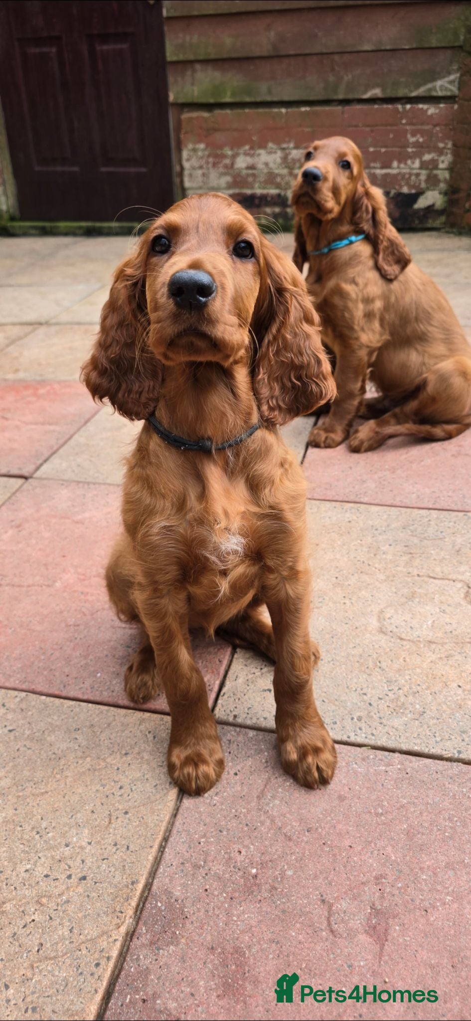 Irish Setter dogs KC Registered Beautiful Irish Setter Puppies  - Advert 1