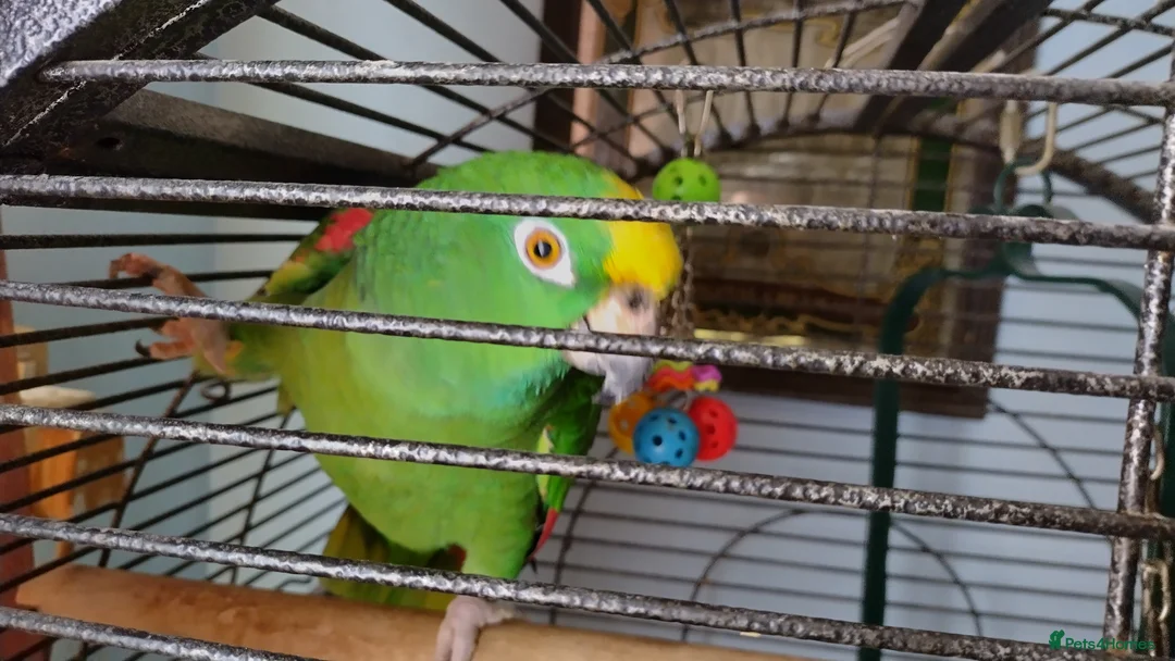 Parrots birds for sale: Amazon parrot  in Wellington - Advert 1