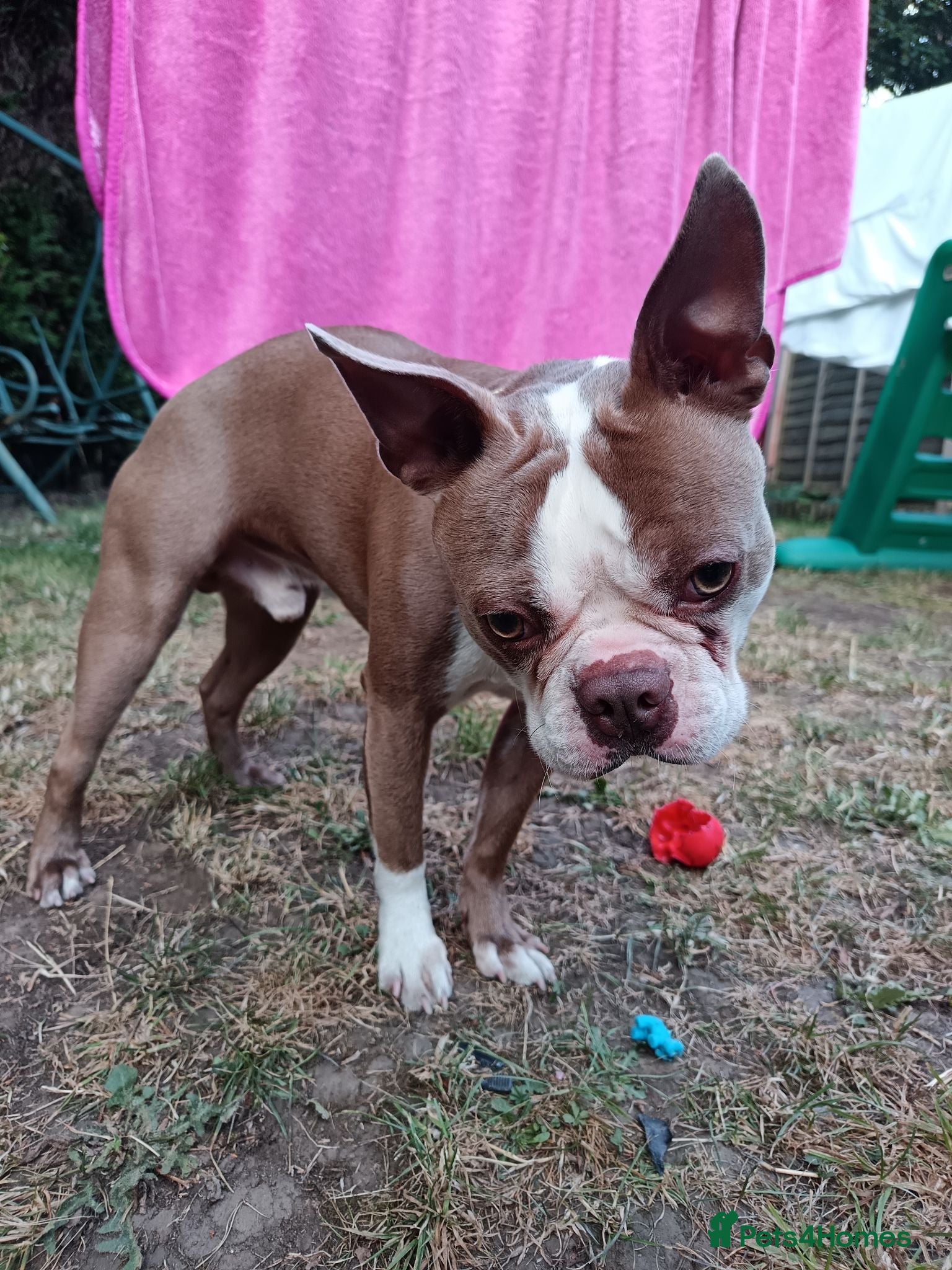 Boston Terrier dogs Boston Terrier - Milo - Advert 1
