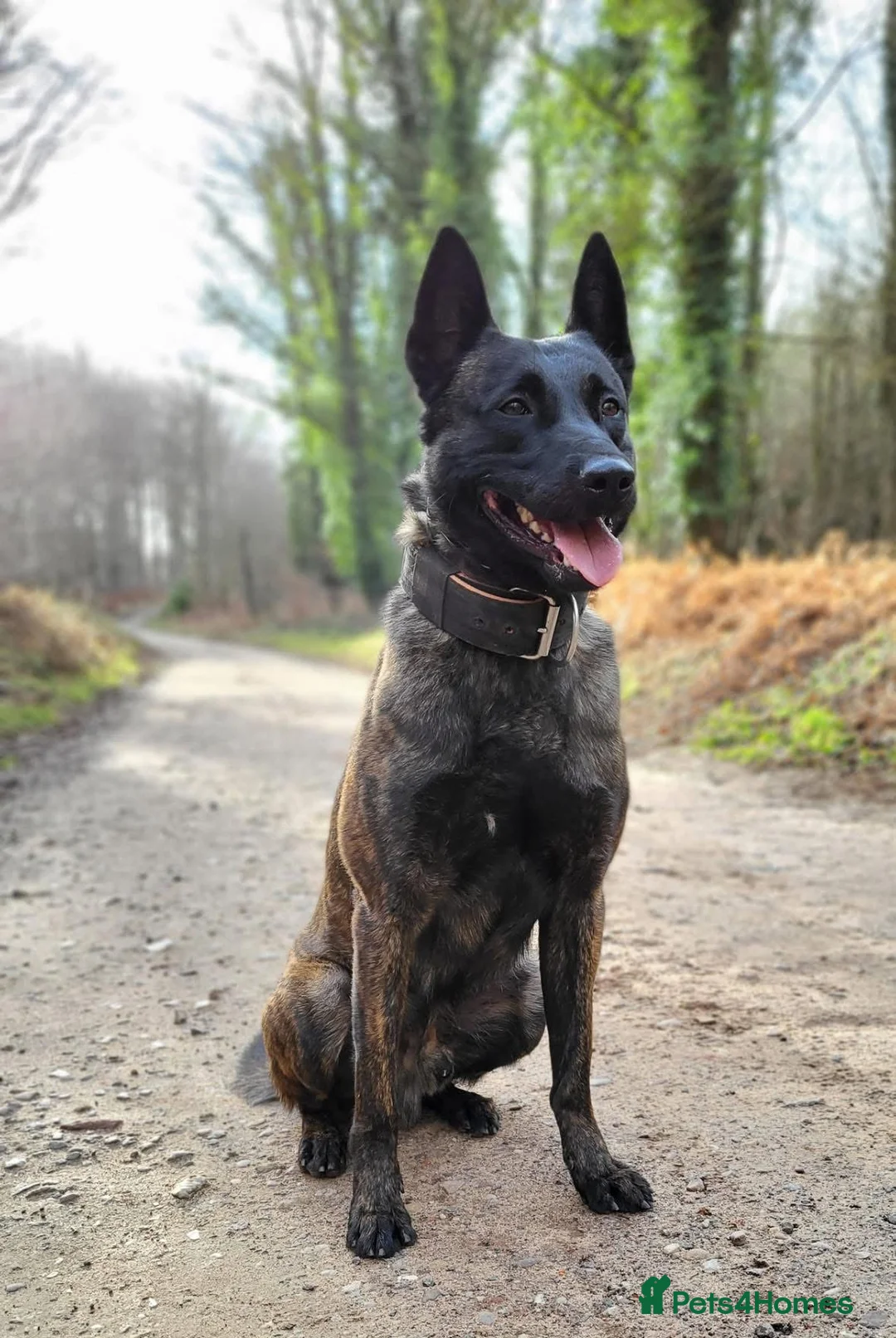 Belgian Shepherd Dog dogs for stud: Fenrir BRN 40887 - Advert 2