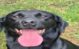 Labrador Retriever dogs for sale: Labrador Bitch - Image 1