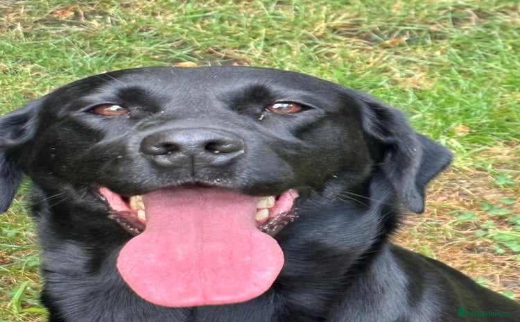 Labrador Retriever dogs - Advert 5