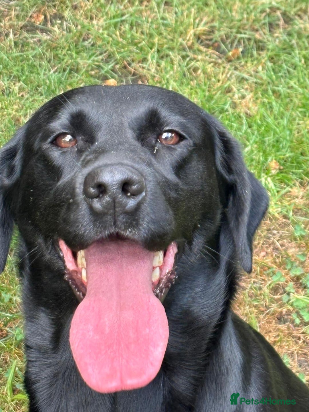 Labrador Retriever dogs for sale: Labrador Bitch - Image 1