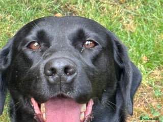 Labrador Retriever dogs Labrador Bitch fully health tested - Advert 12