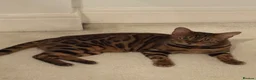 Bengal cats for sale: Outstanding Little Leopards 🐆  - Advert 19