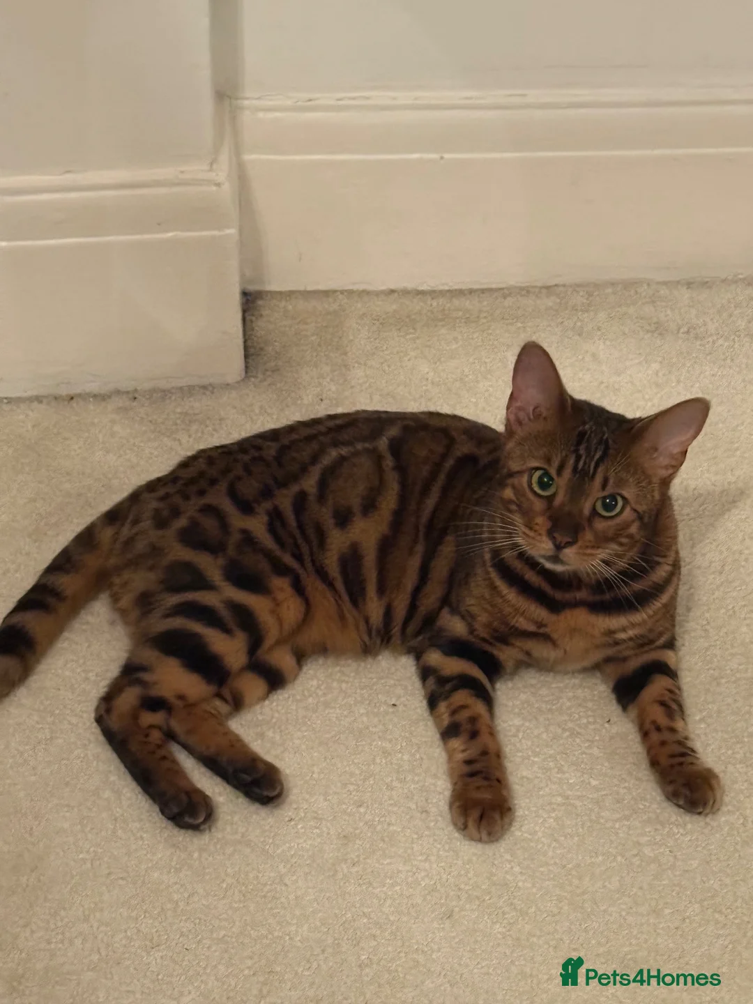 Bengal cats for sale: Outstanding Little Leopards 🐆  - Advert 19