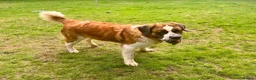Saint Bernard dogs for sale: Saint Bernard female - Advert 3