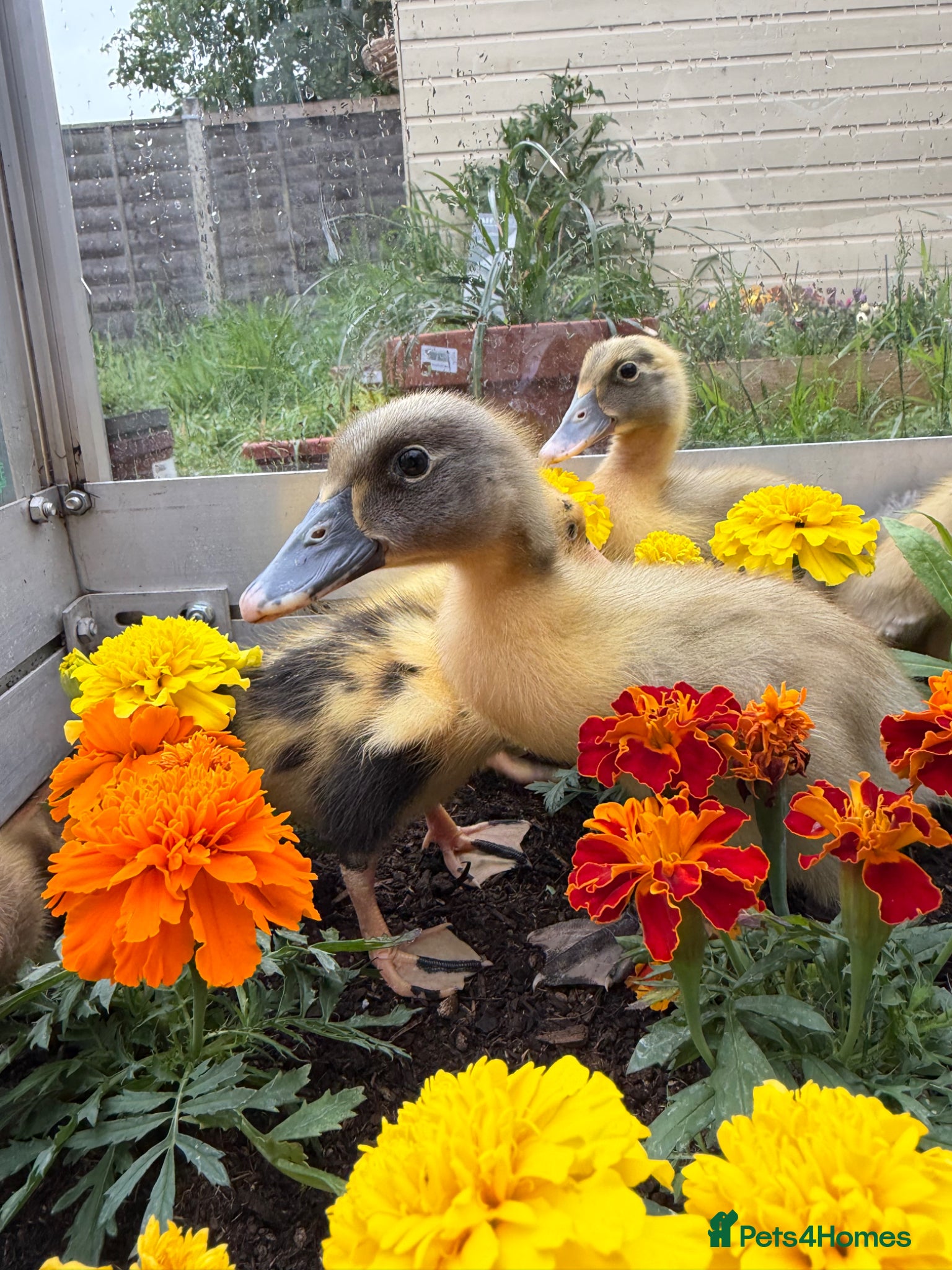 Ducks poultry 5 Indian Runner Ducklings  - Advert 18