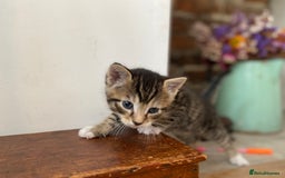 Mixed Breed cats for sale: Four beautiful little kittens - Image 8