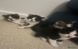 Mixed Breed cats for sale: Stunning playful kittens x 7  - Image 8