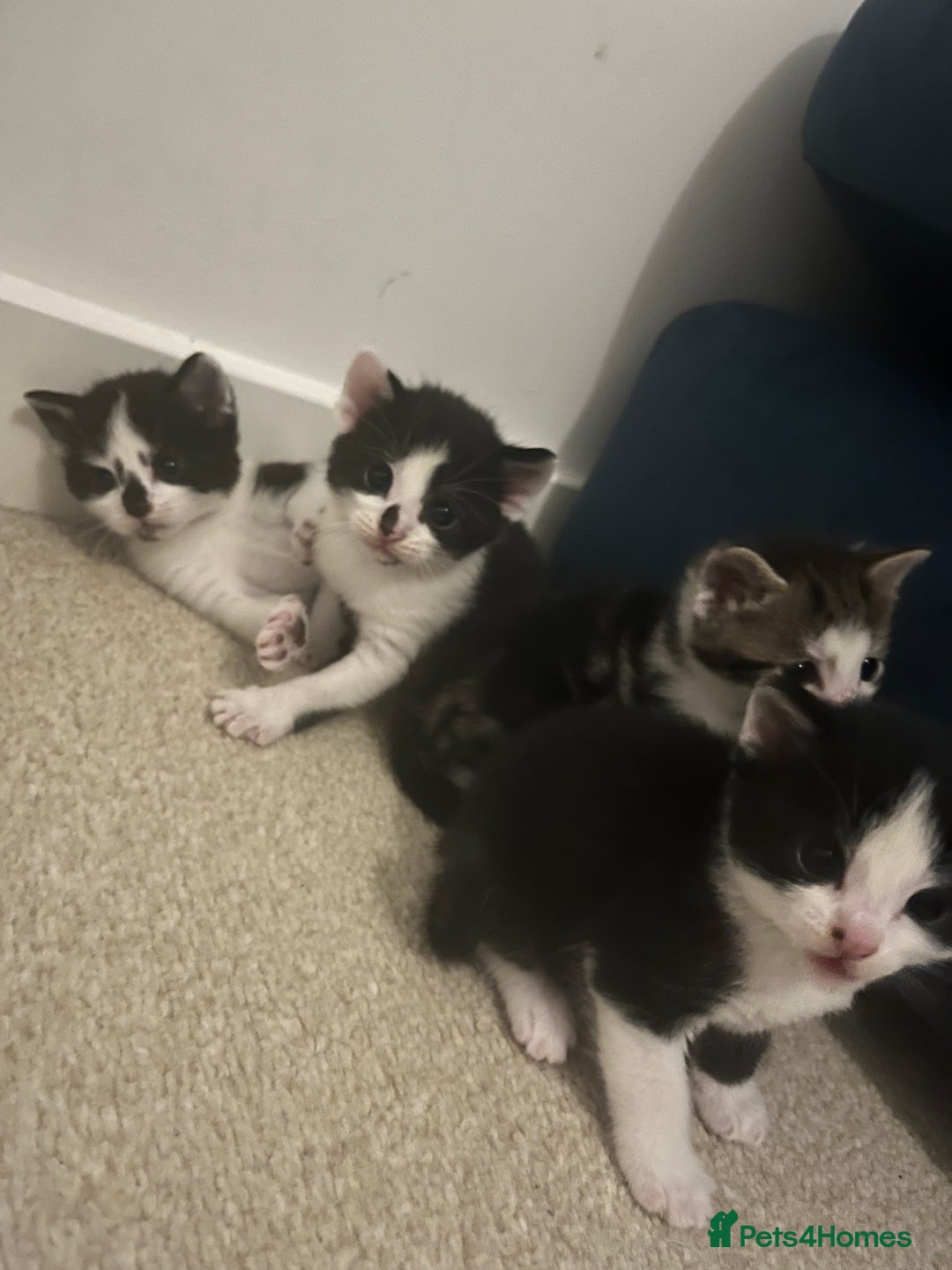 Mixed Breed cats for sale: Stunning playful kittens x 7  - Image 8