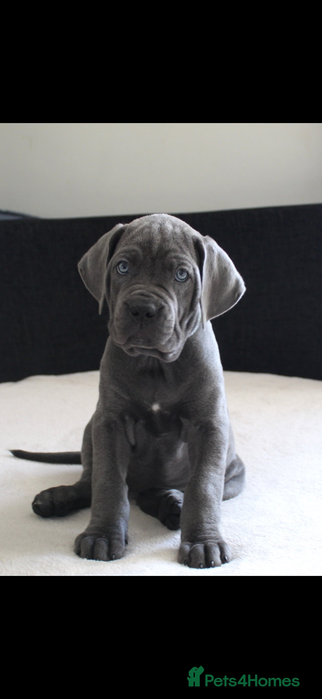 Cane Corso dogs for sale: BEAUTIFUL BLUE CANE CORSO GIRLS - Image 18