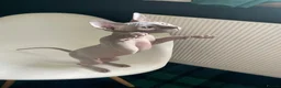 Sphynx cats for sale: Amazing Sphynx  - Advert 1