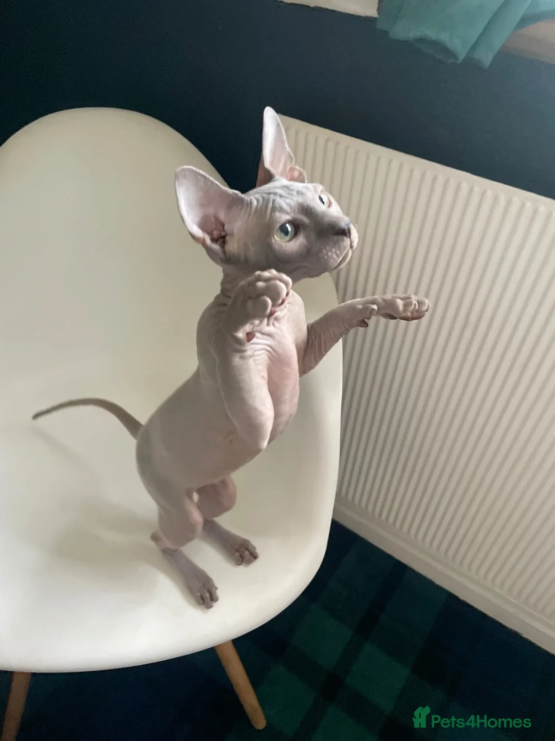 Sphynx cats for sale: Amazing Sphynx  - Advert 1