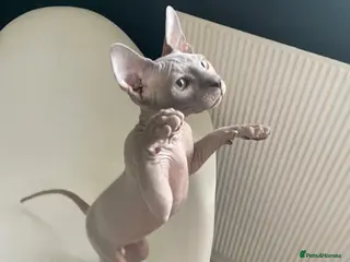 Sphynx cats Amazing Sphynx LAST FEMALE - Advert 6