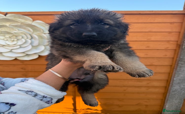 German Shepherd dogs - Advert 11