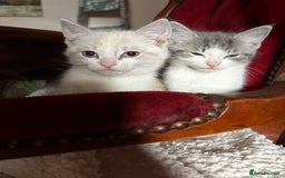 Persian cats for sale: 4 Mixed Persian Kittens - Image 1