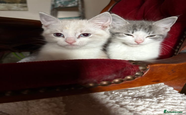 Persian cats - Advert 2