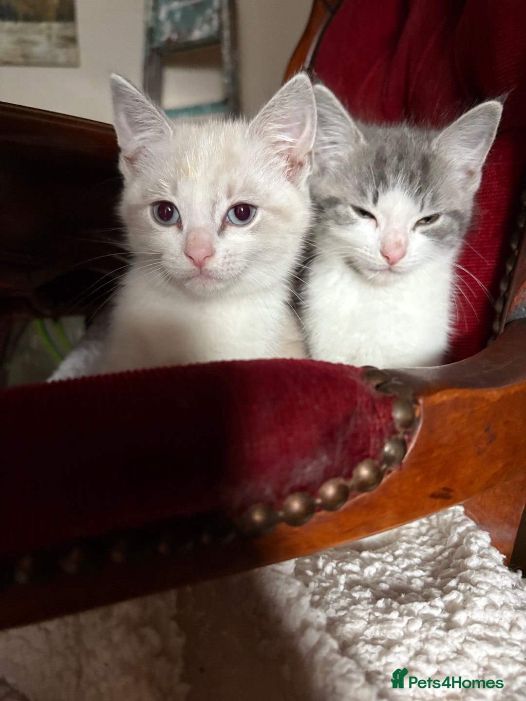 Persian cats for sale: 4 Mixed Persian Kittens - Image 1