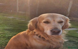 Golden Retriever dogs for sale: Available for STUD - Image 2