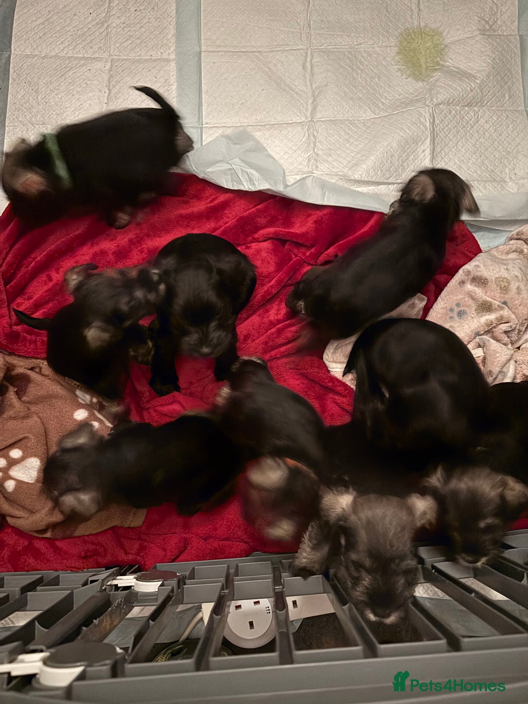 Miniature Schnauzer dogs for sale: Miniature schnauzer puppies - Advert 2