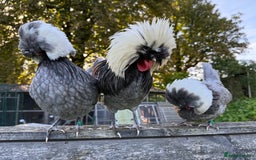 Chickens poultry for sale: Poland bantam breeding trios available - Image 2