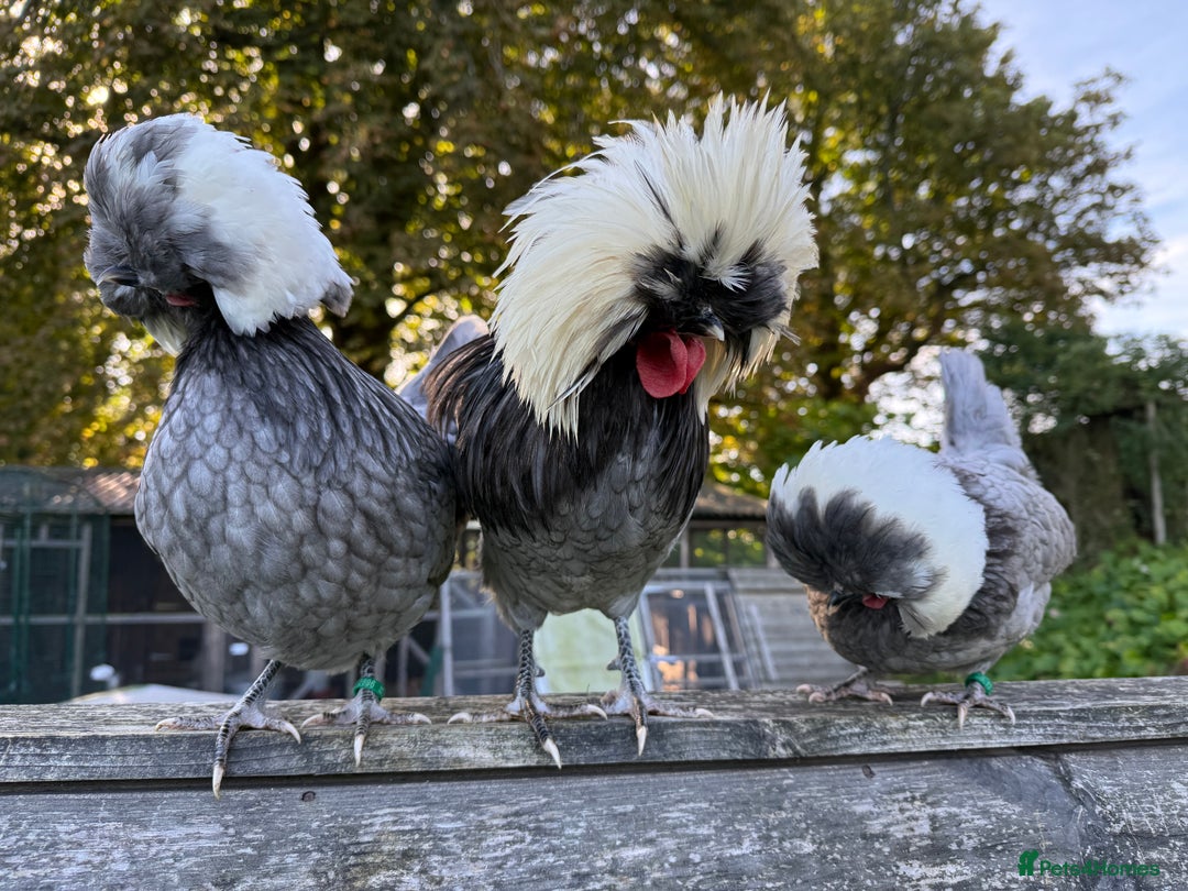 Chickens poultry for sale: Poland bantam breeding trios available - Image 2