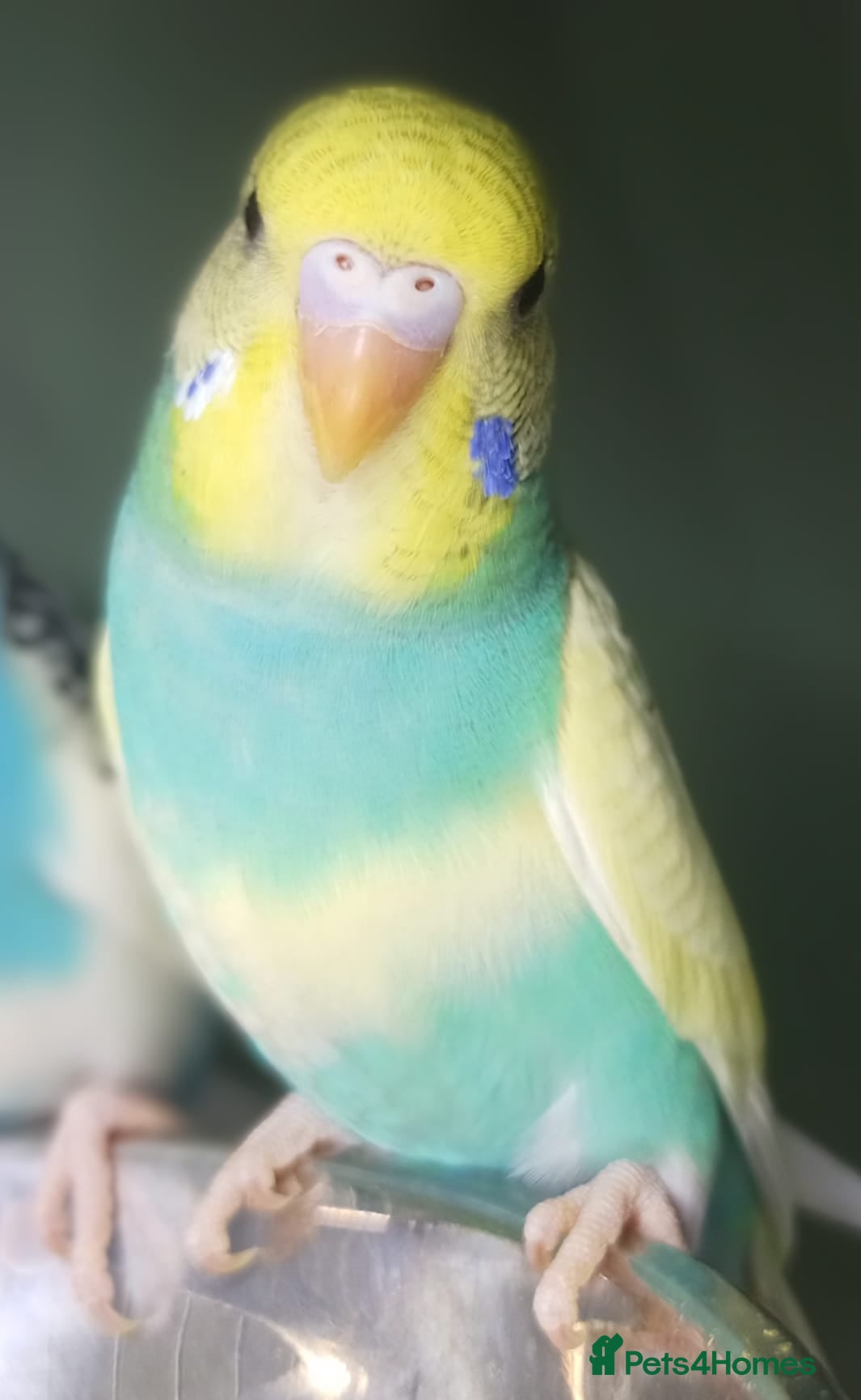 Budgerigars birds Pet baby budgies priced between £30-£60. - Advert 2