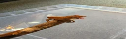 Gecko reptiles for sale: Baby crested geckos 🦎  - Advert 8
