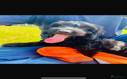 Cockapoo dogs for sale: Exceptional F1 Cockapoo health tested  puppies  in Ashford - Image 4