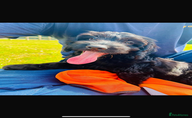 Cockapoo dogs in Ashford - Advert 1