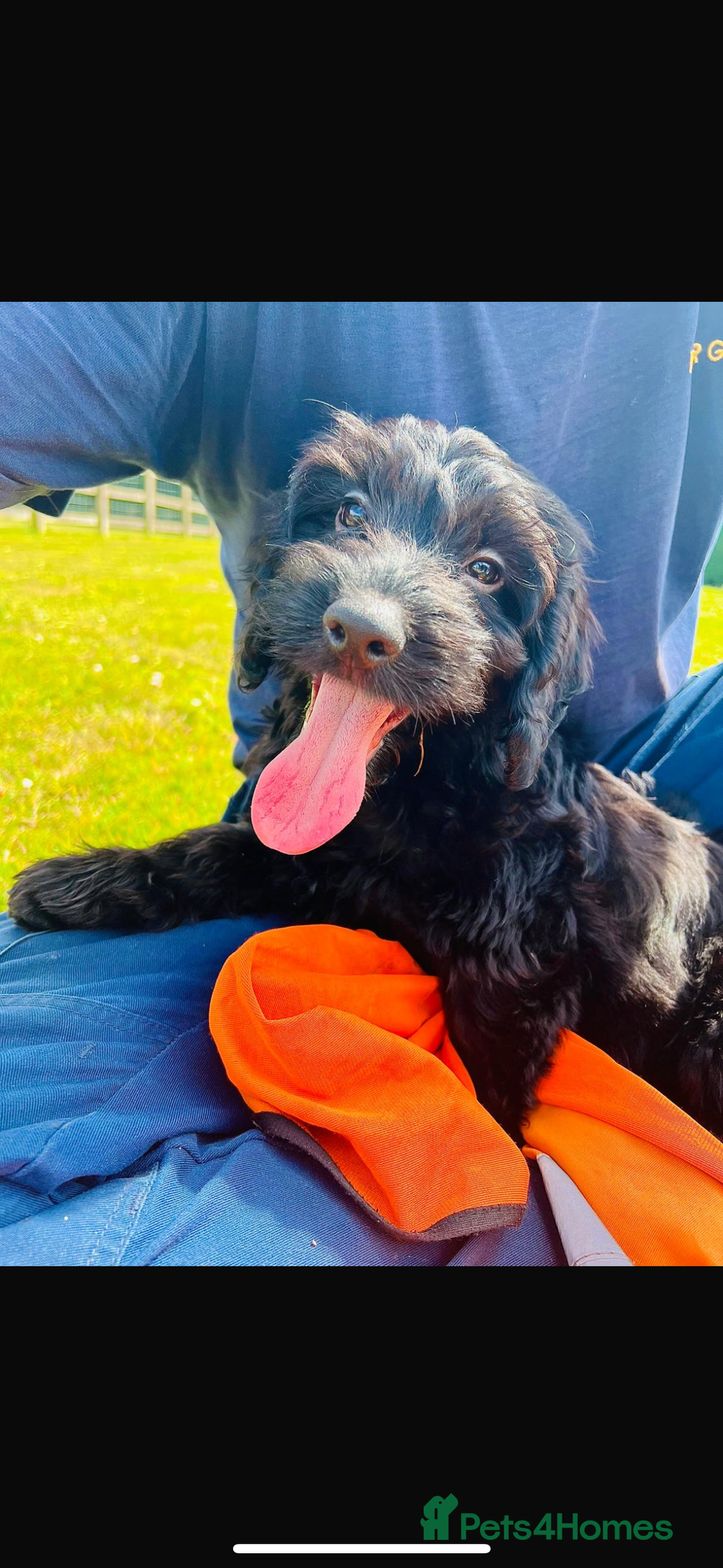 Cockapoo dogs for sale: Exceptional F1 Cockapoo health tested  puppies  in Ashford - Image 4