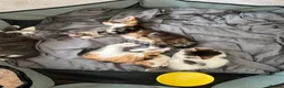 Mixed Breed cats for sale: Kittens for loving homes - Advert 5
