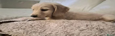 Miniature Dachshund 1