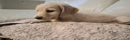 Miniature Dachshund dogs for sale: Playful Creamy Miniature Dachshund Puppies in Portsmouth - Advert 7