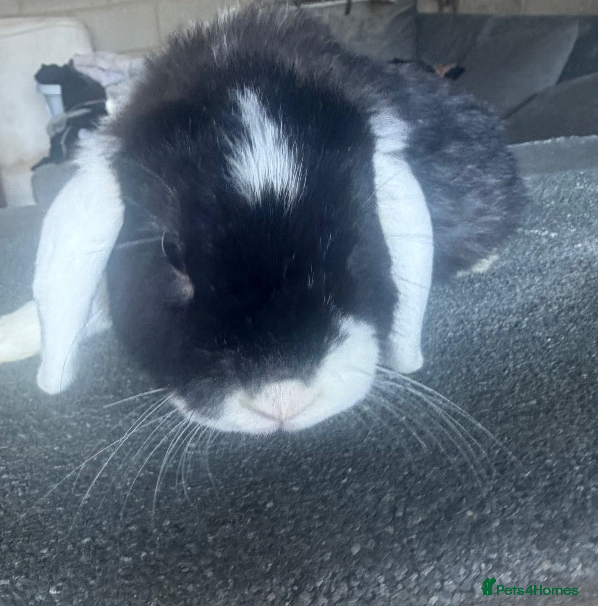 Mini Lop rabbits Mini lop looking for a new home  - Advert 2