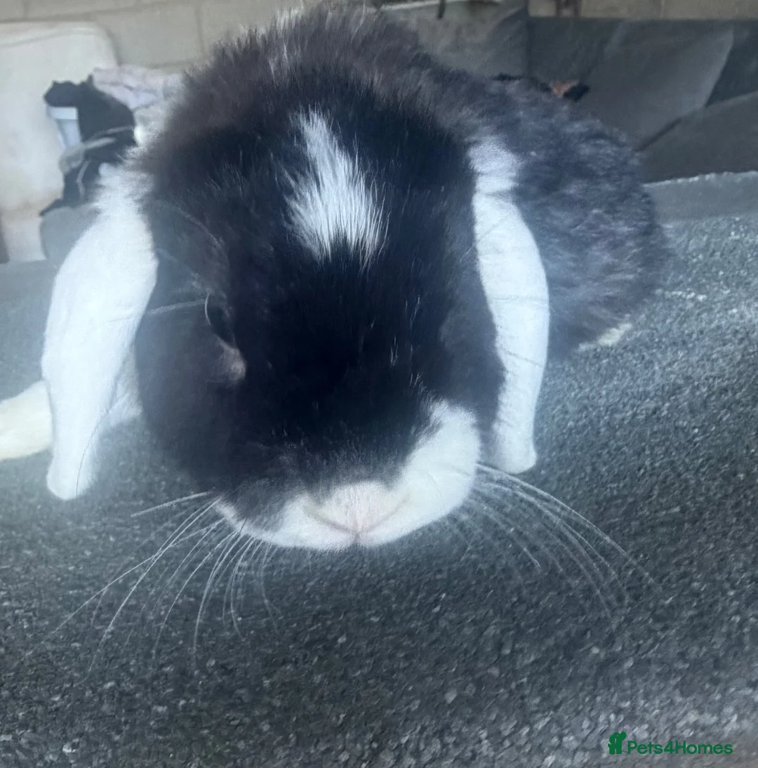 Mini Lop rabbits for sale: Mini lop looking for a new home  - Advert 1