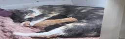 Mixed Breed cats for sale: Kittens for sale  - Advert 7