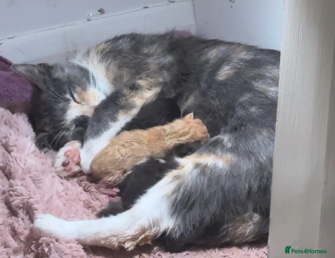 Mixed Breed cats for sale: Kittens for sale  - Advert 7