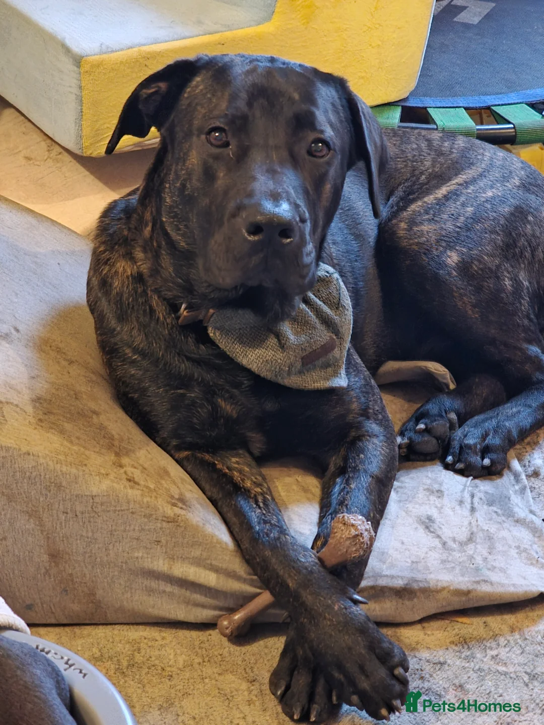 Mixed Breed dogs for sale: Mastiff mix needs a working home  - Advert 2