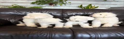 Old English Sheepdog dogs for sale: Kc Registered Old English Sheepdogs  - Advert 9