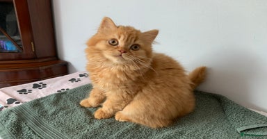 British Longhair cats - Advert 5