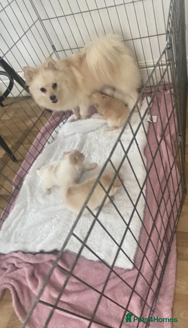 Pomeranian dogs 4 beautiful Pomeranian puppies for sale 1200 - Advert 1