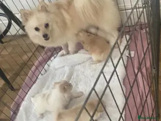 Pomeranian dogs 4 beautiful Pomeranian puppies for sale 1200 - Advert 1