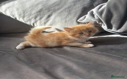 Mixed Breed cats for sale: 5 beautiful fluffy kittens  - Image 14